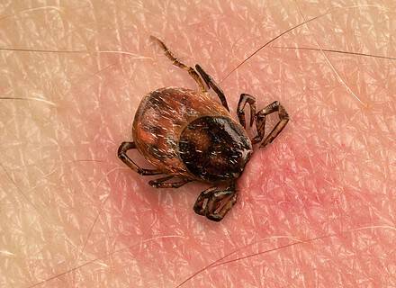 Erkės dievina šią kraujo grupę: pasitikrinkite, ar jūs patenkate į padidintos rizikos grupę